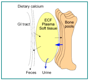 Calcium Metabolism